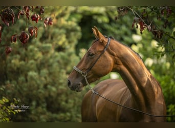 Hanoverian, Mare, 5 years, 15,1 hh, Chestnut