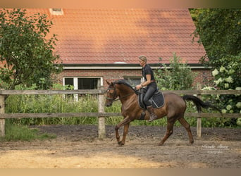 Hanoverian, Mare, 5 years, 15,1 hh, Chestnut