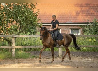 Hanoverian, Mare, 5 years, 15,1 hh, Chestnut