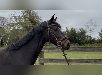 Hanoverian, Mare, 5 years, 15.2 hh, Bay-Dark