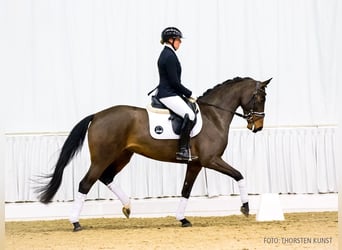 Hanoverian, Mare, 5 years, 15,2 hh, Bay-Dark