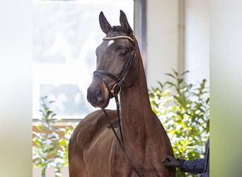 Hanoverian, Mare, 5 years, 15,2 hh, Bay-Dark