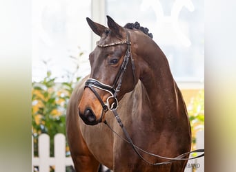 Hanoverian, Mare, 5 years, 15,2 hh, Bay-Dark