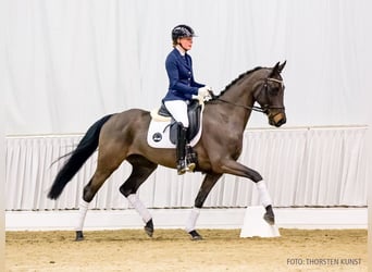 Hanoverian, Mare, 5 years, 15,2 hh, Bay-Dark