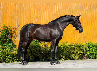 Hanoverian, Mare, 5 years, 15.2 hh, Black