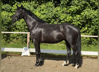 Hanoverian, Mare, 5 years, 15.2 hh, Black