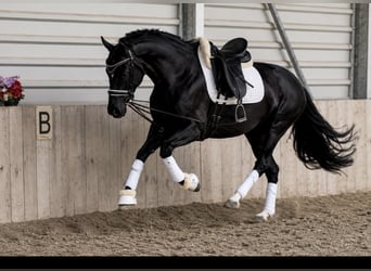 Hanoverian, Mare, 5 years, 15.2 hh, Black