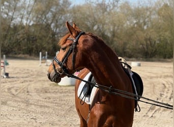 Hanoverian, Mare, 5 years, 15.2 hh, Chestnut