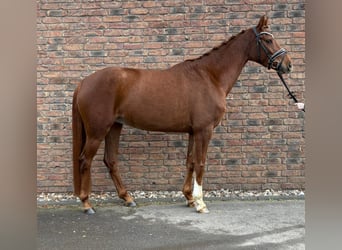 Hanoverian, Mare, 5 years, 15.2 hh, Chestnut