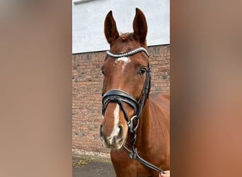 Hanoverian, Mare, 5 years, 15.2 hh, Chestnut