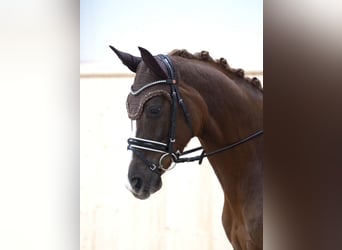 Hanoverian, Mare, 5 years, 15,2 hh, Chestnut