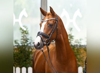 Hanoverian, Mare, 5 years, 15.2 hh, Chestnut