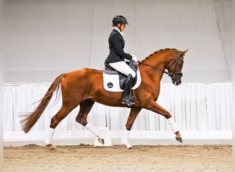 Hanoverian, Mare, 5 years, 15.2 hh, Chestnut