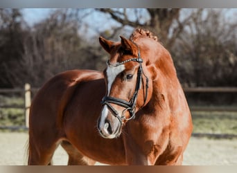 Hanoverian, Mare, 5 years, 15.2 hh, Chestnut-Red