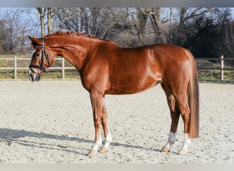 Hanoverian, Mare, 5 years, 15.2 hh, Chestnut-Red