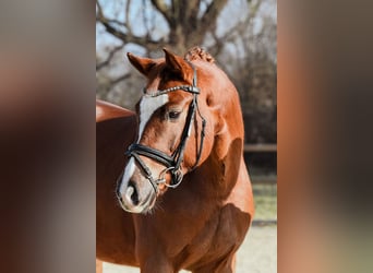 Hanoverian, Mare, 5 years, 15.2 hh, Chestnut-Red