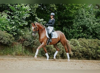 Hanoverian, Mare, 5 years, 15.2 hh, Chestnut-Red