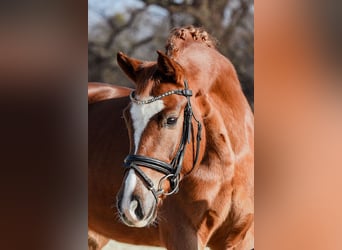 Hanoverian, Mare, 5 years, 15.2 hh, Chestnut-Red