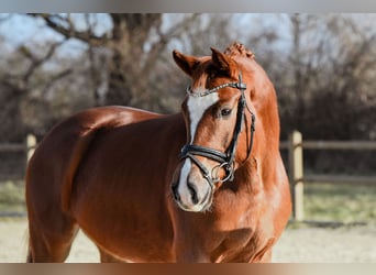 Hanoverian, Mare, 5 years, 15.2 hh, Chestnut-Red