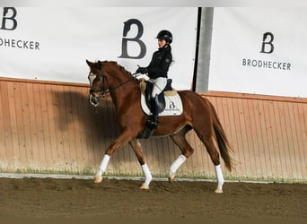 Hanoverian, Mare, 5 years, 15.2 hh, Chestnut-Red