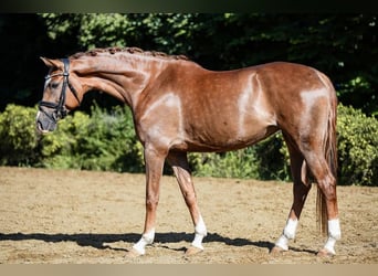 Hanoverian, Mare, 5 years, 15.2 hh, Chestnut-Red