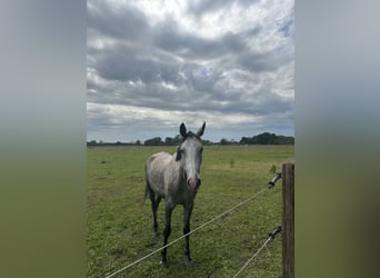 Hanoverian, Mare, 5 years, 15.2 hh, Grey-Dapple