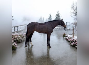 Hanoverian, Mare, 5 years, 15,3 hh, Bay-Dark