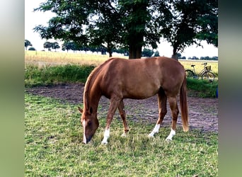 Hanoverian, Mare, 5 years, 15.3 hh, Chestnut-Red