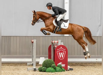Hanoverian, Mare, 5 years, 15.3 hh, Chestnut-Red