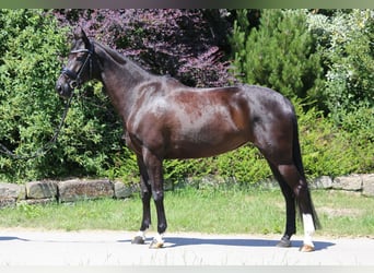 Hanoverian, Mare, 5 years, 15.3 hh, Smoky-Black