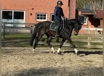 Hanoverian, Mare, 5 years, 15,2 hh, Bay-Dark