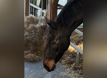 Hanoverian, Mare, 5 years, 15,2 hh, Bay-Dark
