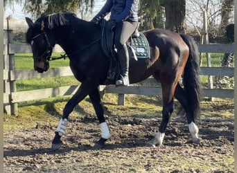 Hanoverian, Mare, 5 years, 15,2 hh, Bay-Dark