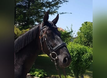 Hanoverian, Mare, 5 years, 15,2 hh, Black