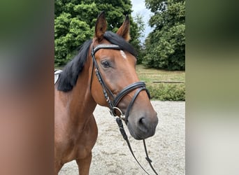 Hanoverian, Mare, 5 years, 15,2 hh, Brown-Light