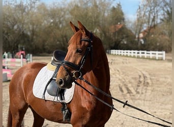 Hanoverian, Mare, 5 years, 15,2 hh, Chestnut