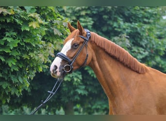 Hanoverian, Mare, 5 years, 15,2 hh, Chestnut-Red