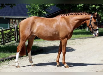Hanoverian, Mare, 5 years, 15,2 hh, Chestnut-Red