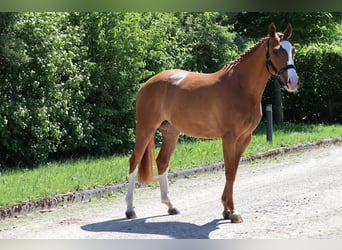 Hanoverian, Mare, 5 years, 15,2 hh, Chestnut-Red