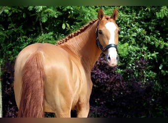 Hanoverian, Mare, 5 years, 15,2 hh, Chestnut-Red