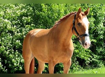 Hanoverian, Mare, 5 years, 15,2 hh, Chestnut-Red