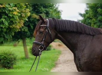 Hanoverian, Mare, 5 years, 15,3 hh, Black