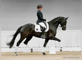 Hanoverian, Mare, 5 years, 15,3 hh, Brown