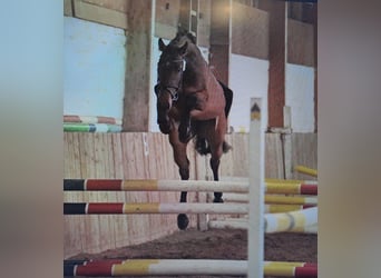 Hanoverian, Mare, 5 years, 15,3 hh, Brown