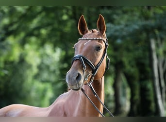 Hanoverian, Mare, 5 years, 15,3 hh, Chestnut-Red