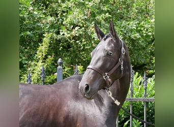Hanoverian, Mare, 5 years, 15,3 hh