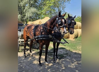 Hanoverian, Mare, 5 years, 16.1 hh, Bay