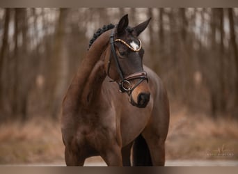 Hanoverian, Mare, 5 years, 16.1 hh, Bay-Dark
