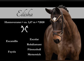 Hanoverian, Mare, 5 years, 16.1 hh, Bay-Dark
