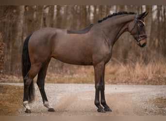 Hanoverian, Mare, 5 years, 16.1 hh, Bay-Dark